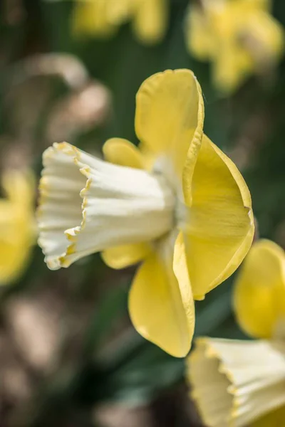 白色和黄色水仙的垂直选择性聚焦镜头 — 图库照片