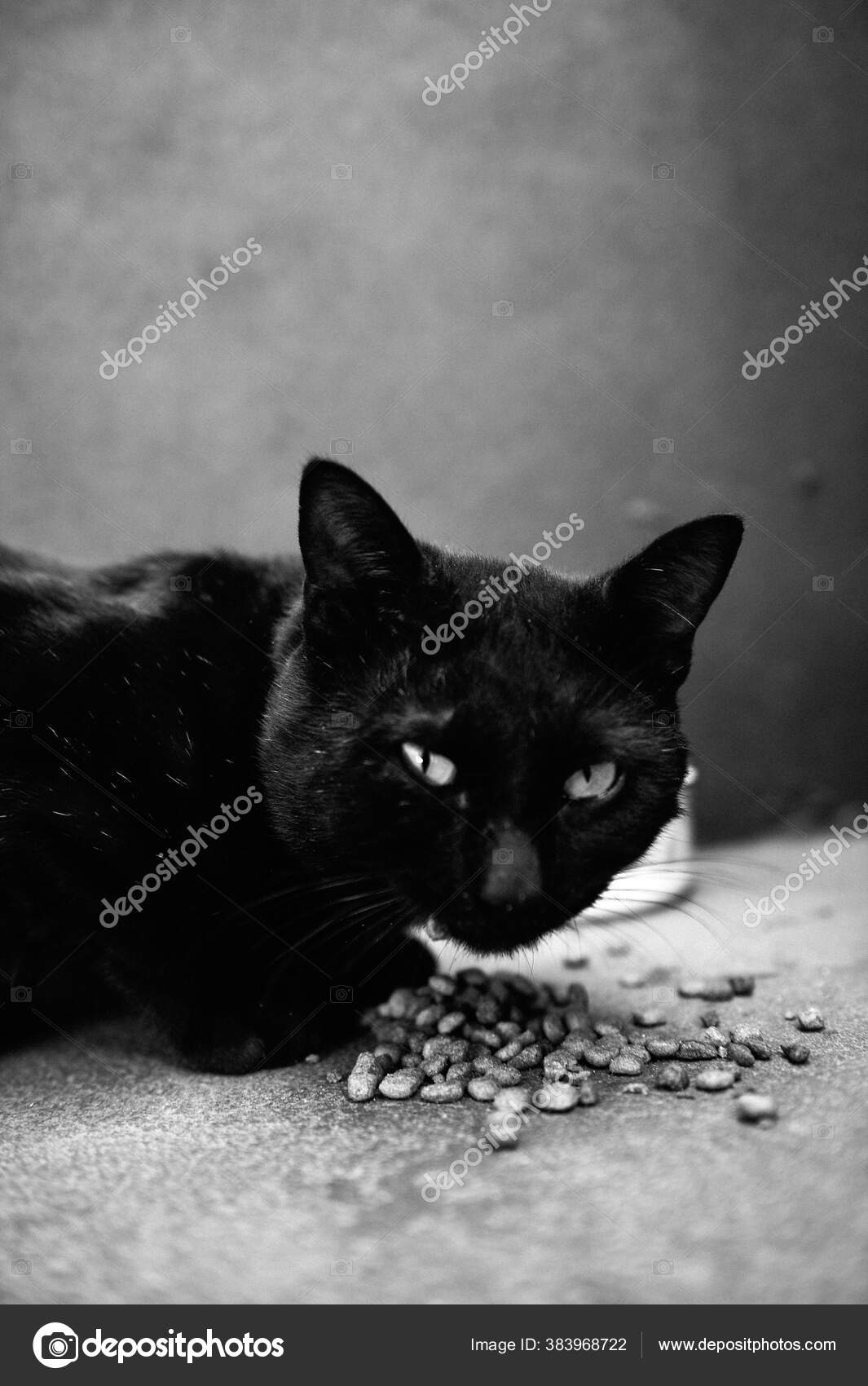 Sebuah Tembakan Vertikal Skala Abu Abu Kucing Hitam Makan Makanan Stok Foto C Wirestock 383968722