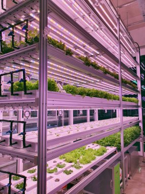 Plants on vertical farms grow with led lights. Vertical farming is sustainable agriculture for future food. clipart