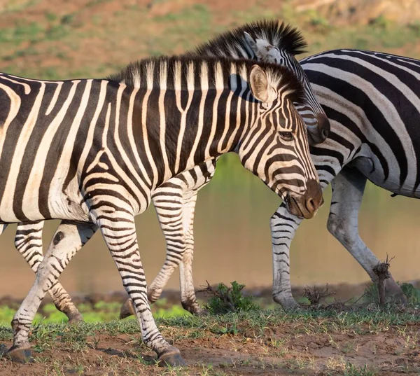 Schöne Aufnahme Einer Zebragruppe Auf Einer Grünen Wiese — Stockfoto