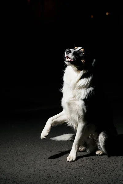 地面に座って彼女の足を上げる愛らしいボーダーコリー犬 — ストック写真