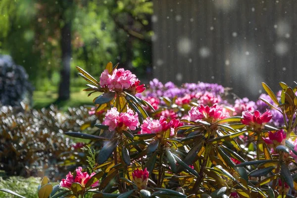 Tiro Perto Belas Flores Rosa Com Efeito Luz Branca — Fotografia de Stock