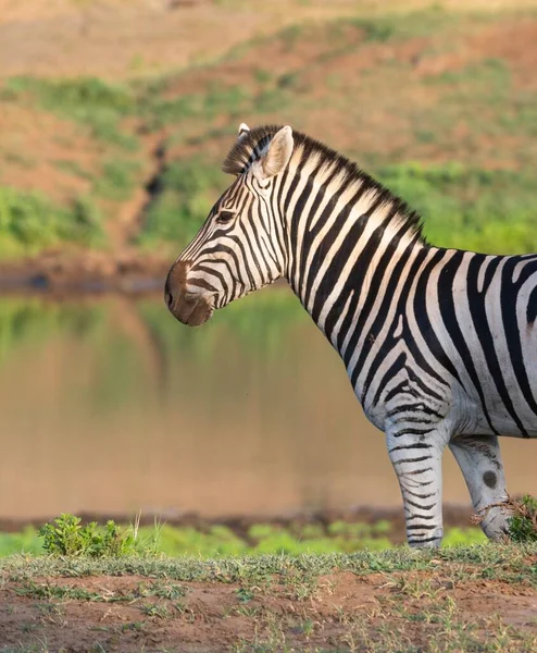 Belo Tiro Uma Zebra Campo Puro Lago — Fotografia de Stock