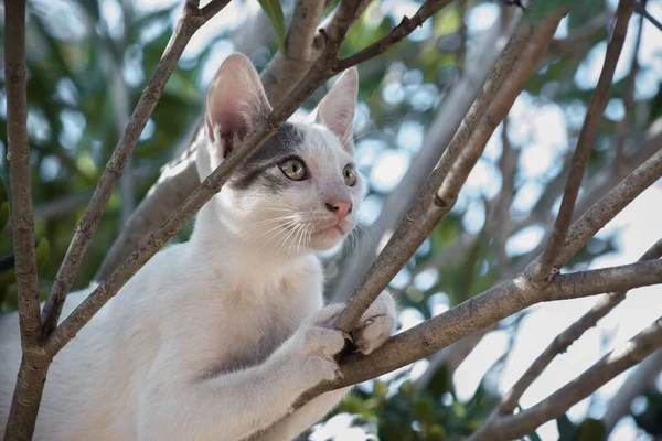 Primer Plano Pequeño Gato Blanco Una Rama Árbol Bajo Luz — Foto de Stock
