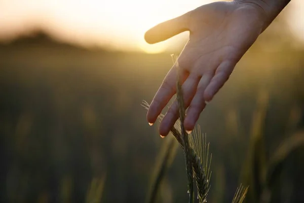 一个人的手摸到青小麦植物的特写镜头 — 图库照片
