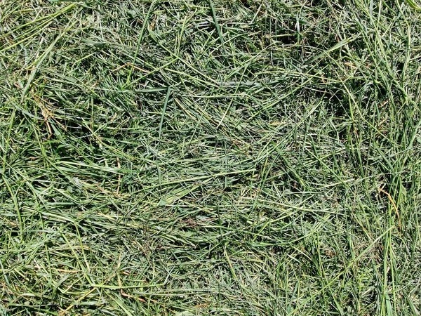 Duże Ujęcie Skoszonej Trawy — Zdjęcie stockowe
