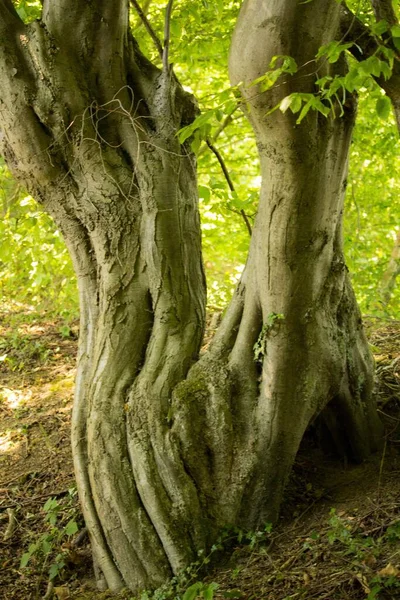 Tiro Vertical Tronco Árvore Velho Cercado Por Folhas Verdes Durante — Fotografia de Stock