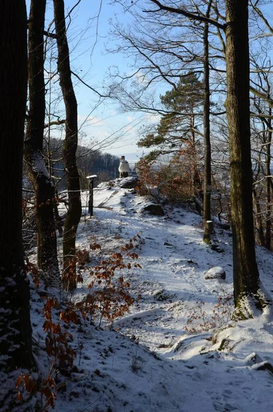 Árvores Lado Umas Das Outras Cobertas Neve Durante Inverno — Fotografia de Stock