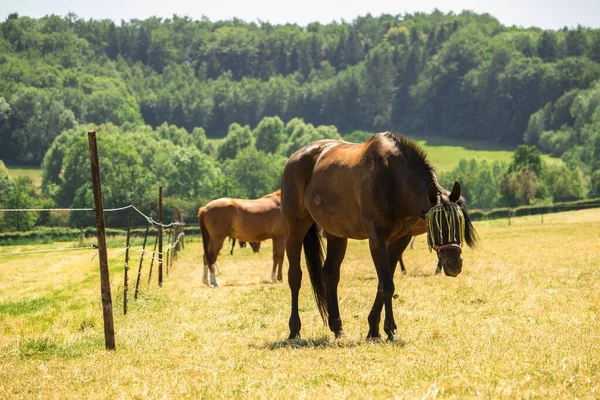 在绿树成荫的田野里的一匹棕色的马的水平射击 — 图库照片