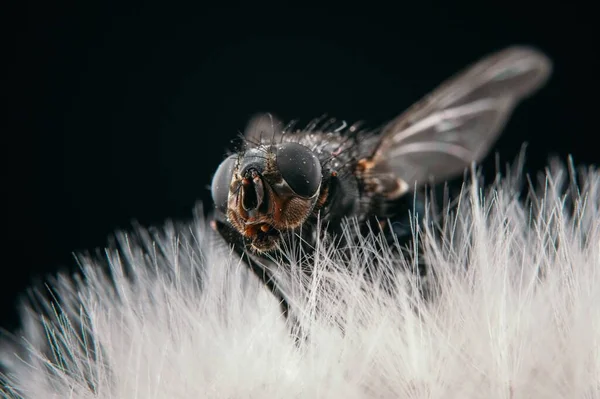 Closeup View Fly Sitting Dandelion Isolated Black Background — Stock Photo, Image