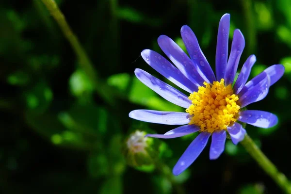 Fleur Marguerite Bleue Dans Jardin — Photo