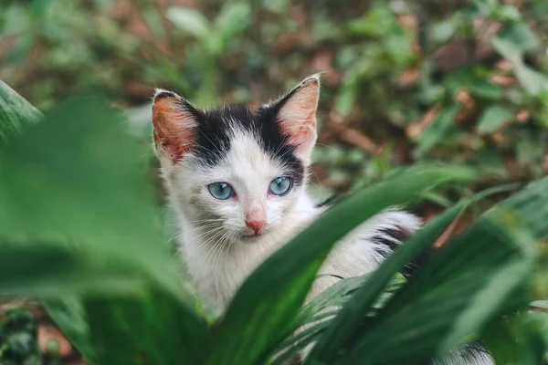 Tiro Close Pequeno Gato Branco Natureza — Fotografia de Stock