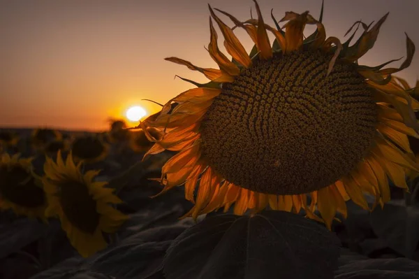 Nahaufnahme Einer Sonnenblume Auf Einem Feld Bei Sonnenuntergang — Stockfoto