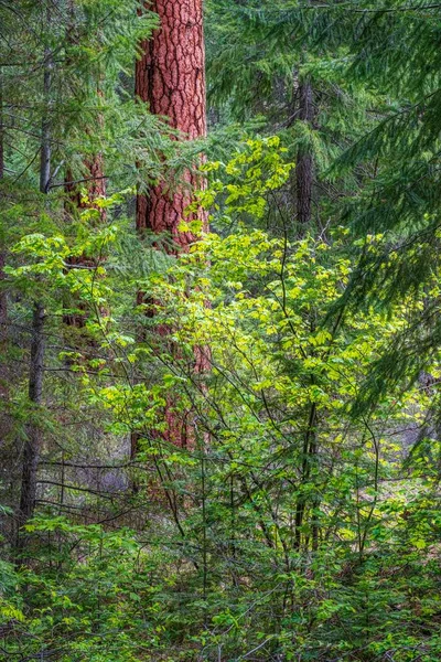 Вертикальный Выстрел Лесных Растений Ярко Зеленом — стоковое фото