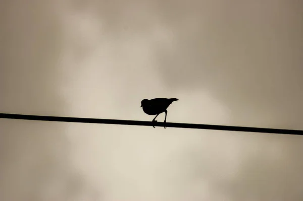 Bir Kuş Siluetinin Kabloda Otururken Düşük Açılı Görüntüsü — Stok fotoğraf