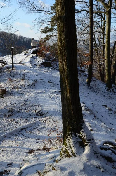 Los Árboles Colindantes Cubrían Nieve Durante Invierno —  Fotos de Stock