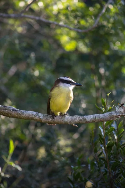 Vertical Selective Focus Shot Great Tit Bird Sitting Branch Tree — Zdjęcie stockowe