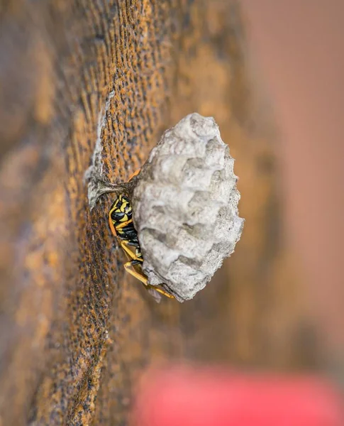 鸟巢上有一只黄色的马甲黄蜂的宏观照片 — 图库照片