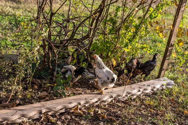 Group Hens Feeding Green Grass Sunny Day — Stock Photo, Image