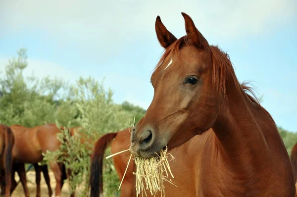 Kahverengi Atın Çimen Yerken Seçici Bir Odak Noktası — Stok fotoğraf