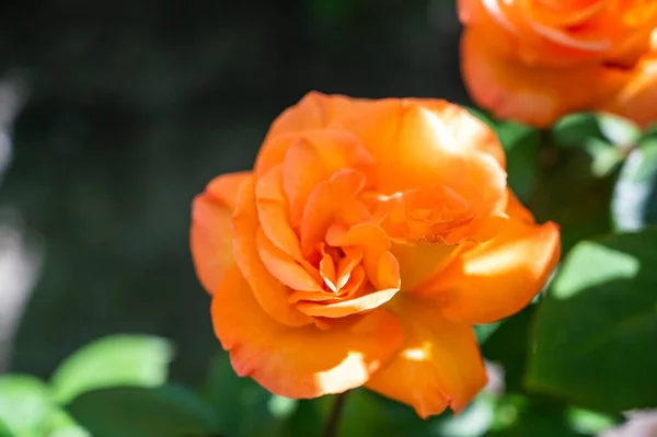 Primer Plano Rosas Jardín Naranjas Rodeadas Vegetación Bajo Luz Del — Foto de Stock