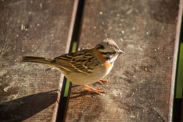 Close Pássaro Dunnock Uma Superfície Madeira Capturada Durante Dia — Fotografia de Stock