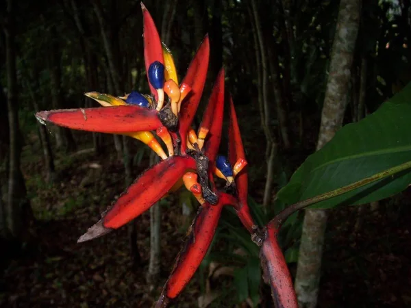 Tiro Close Uma Planta Strelitzia Colorido Pássaro Flor Paraíso — Fotografia de Stock