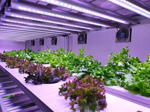 Agricultura Vertical Una Agricultura Sostenible Para Los Futuros Alimentos — Foto de Stock