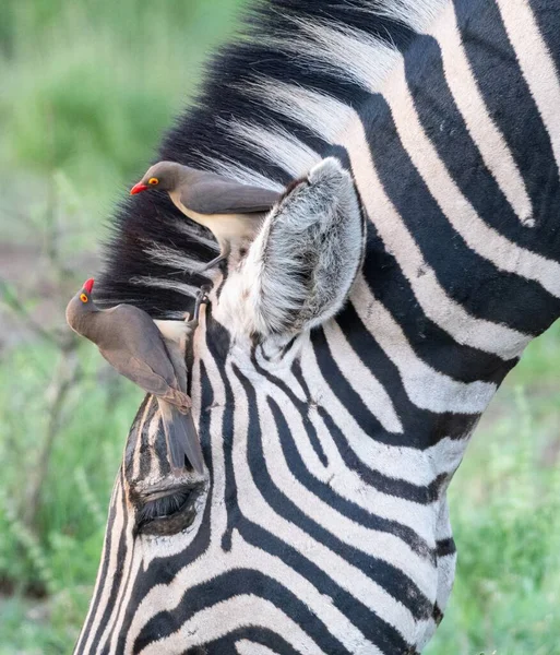 Een Prachtig Shot Van Een Zebra Een Groen Veld — Stockfoto