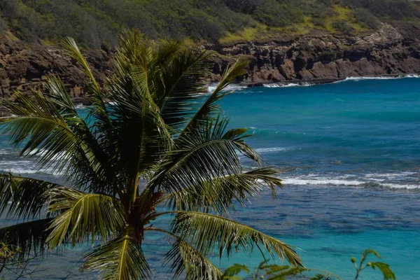 一张以大海为背景的美丽棕榈树的特写 — 图库照片