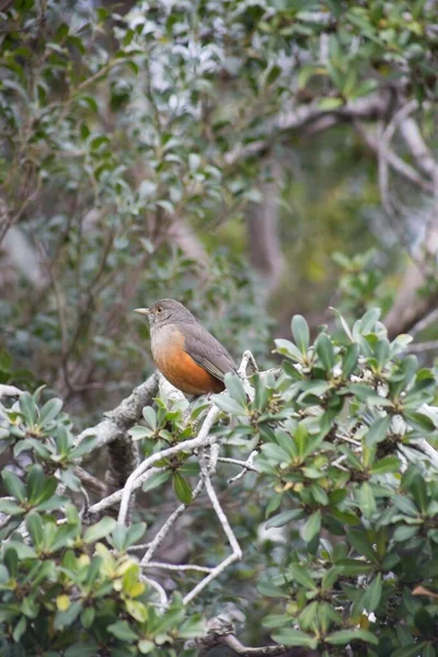 Вертикальный Селективный Снимок Черно Оранжевой Птицы Сидящей Ветке Дерева — стоковое фото