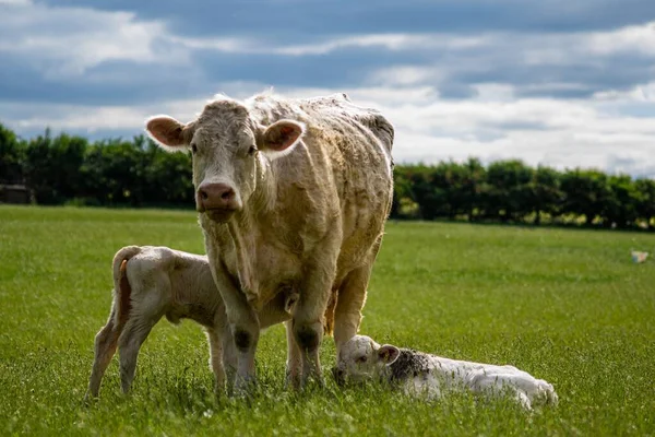 Cow Next Newborn Calves Green Field — Stock Photo, Image