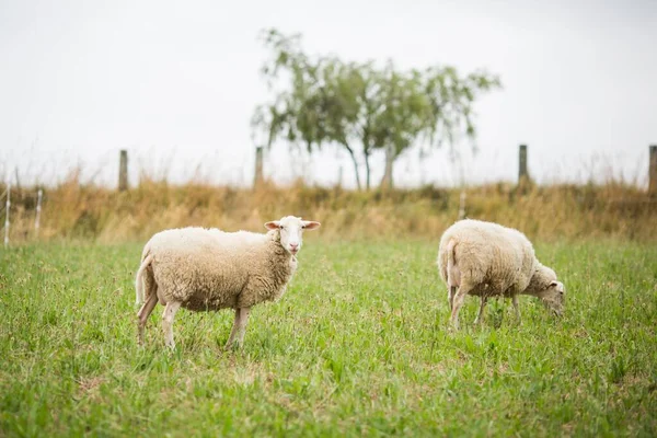 Tiro Horizontal Duas Ovelhas Brancas Andando Comendo Grama Campo Durante — Fotografia de Stock