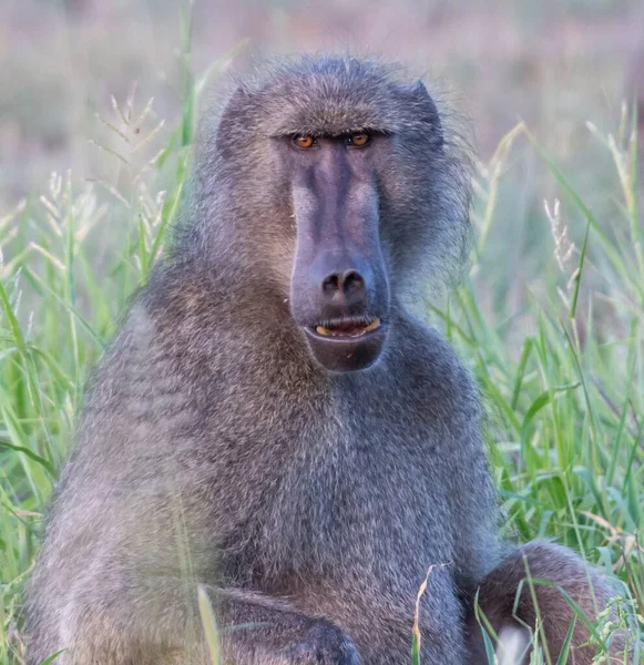 Tiro Perto Babuíno Preto Sentado Grama — Fotografia de Stock