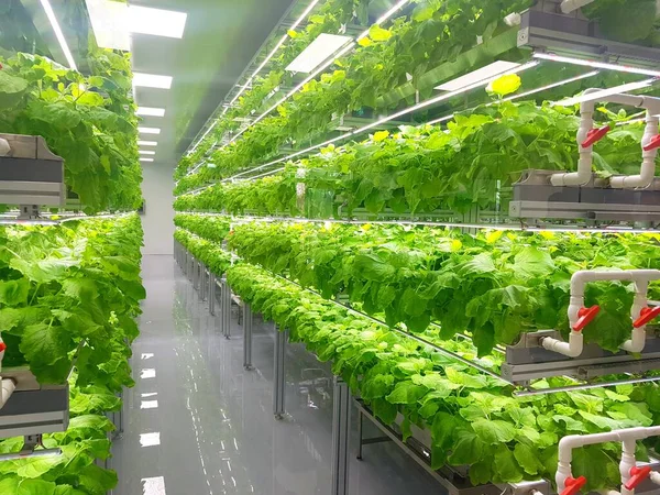 Plantas Fazendas Verticais Crescem Com Luzes Led Agricultura Vertical Uma — Fotografia de Stock