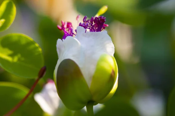 花园里一朵盛开的粉色卷心菜花 — 图库照片