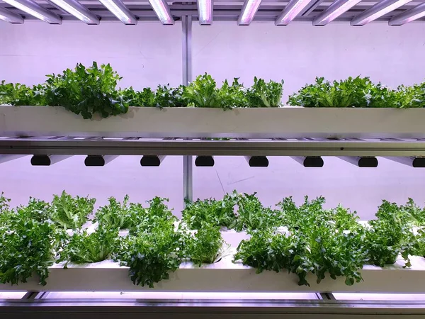 Dikey Tarım Gelecekteki Gıdalar Için Sürdürülebilir Bir Tarımdır — Stok fotoğraf