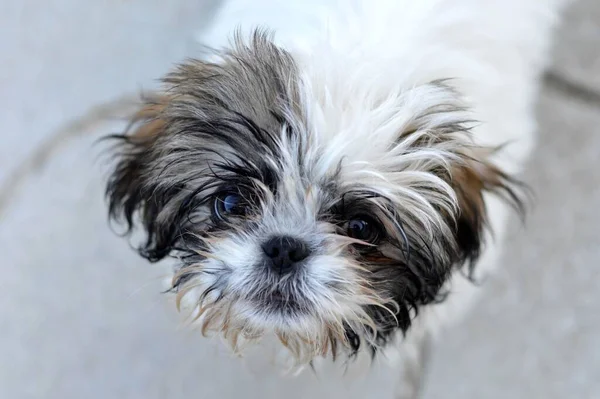 Een Close Portret Van Een Schattige Gekleurde Shih Tzu Puppy — Stockfoto