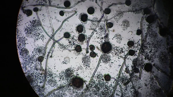 Vida Oculta Fungos Microscópicos — Fotografia de Stock