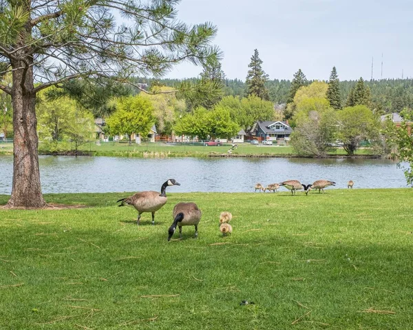 ガチョウと赤ちゃんが湖の周りで草を食べる風景 — ストック写真