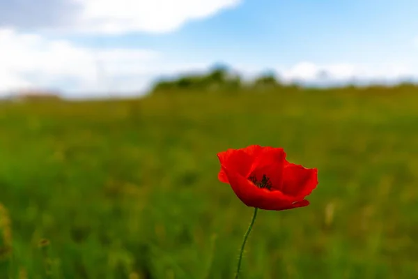 Una Toma Horizontal Una Hermosa Amapola Roja Campo Verde Durante — Foto de Stock