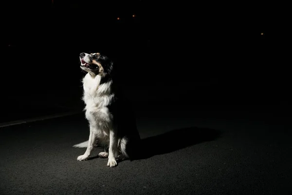 Een Prachtige Schattige Border Collie Hond Zit Grond Kijkt Nachts — Stockfoto