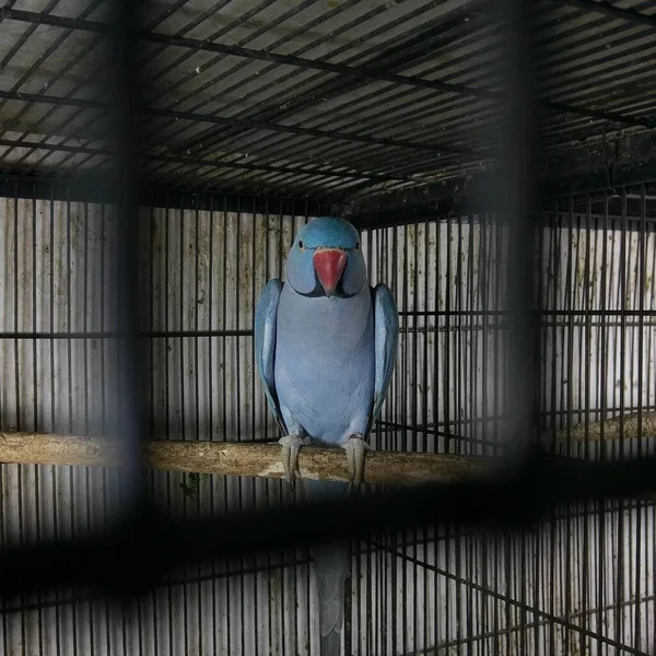 Metalik Bir Kafeste Kırmızı Gagalı Mavi Bir Papağanın Yakın Çekimi — Stok fotoğraf