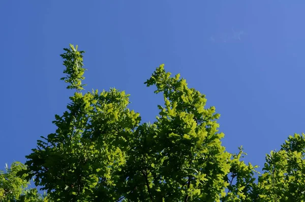 Gros Plan Des Feuilles Vertes Poussant Sur Les Branches Arbre — Photo