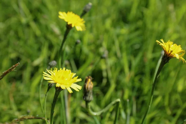 Eine Nahaufnahme Von Grünen Feld Mit Gelben Löwenzahn — Stockfoto