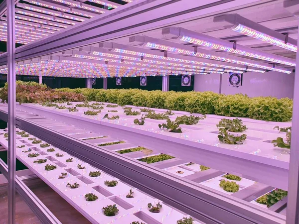 Plantas Fazendas Verticais Crescem Com Luzes Led Agricultura Vertical Uma — Fotografia de Stock