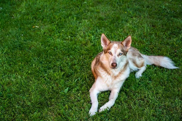 High Angle Shot Brown Saarloos Wolfdog Lying Ground Covered Grass — Stock Photo, Image