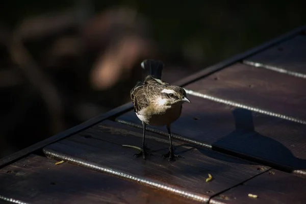 Een Closeup Van Een Chileense Spotvogel Staand Een Houten Tafel — Stockfoto