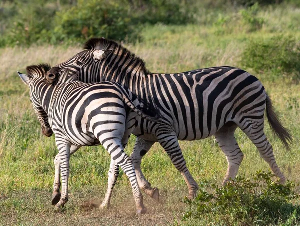 Schöne Aufnahme Einer Zebragruppe Auf Einer Grünen Wiese — Stockfoto