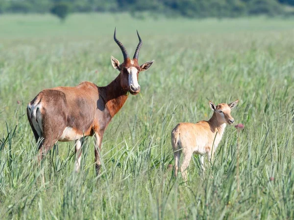 Beautiful Shot Antelopes Family Standing Green Field — Stock Photo, Image